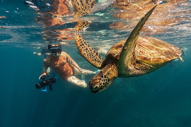 4-Hour Rarotonga Going Troppo Nightlife Tour - Price, extras, and what you receive