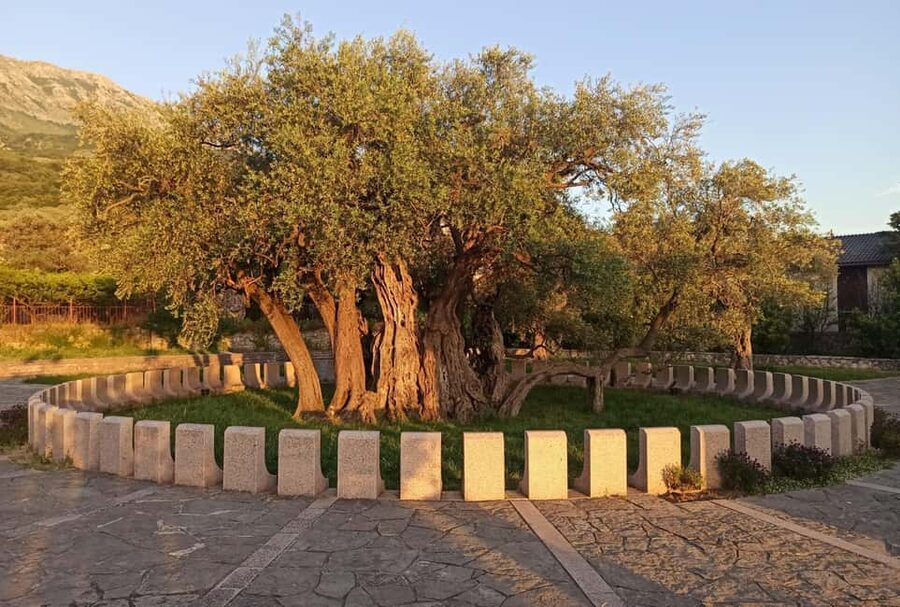 Bar: Montenegro Highlights Tour for Cruise Passengers - The 2,000-year-old olive tree in Tomba