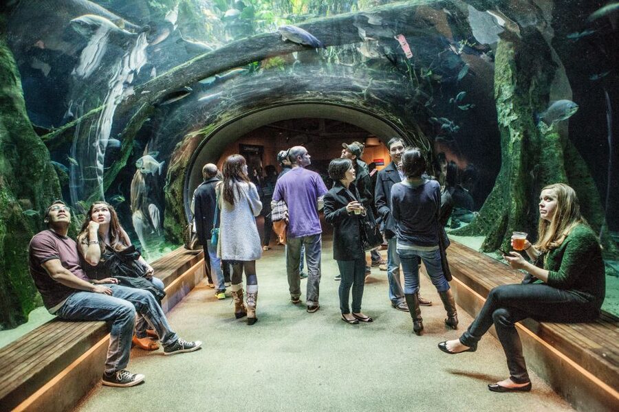 California Academy of Sciences Thursday NightLife Admission - Is the $25 Ticket Good Value?