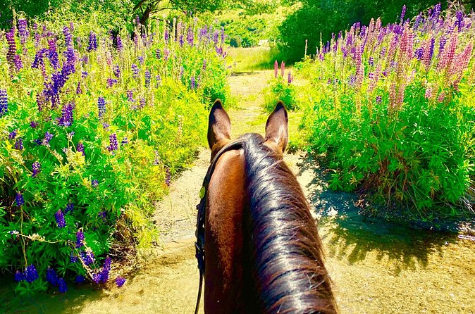 Cardrona High Country Pub Trail Horse Trek (Intermediate level+) - River crossings and faster riding sections