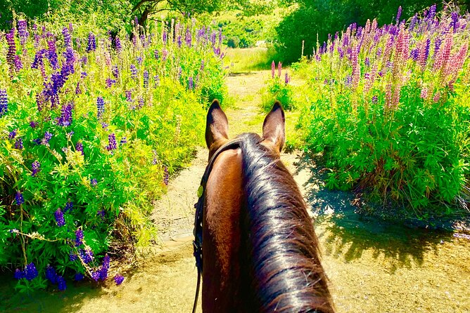 Cardrona High Country Pub Trail Horse Trek (Intermediate level+) - What the small group changes
