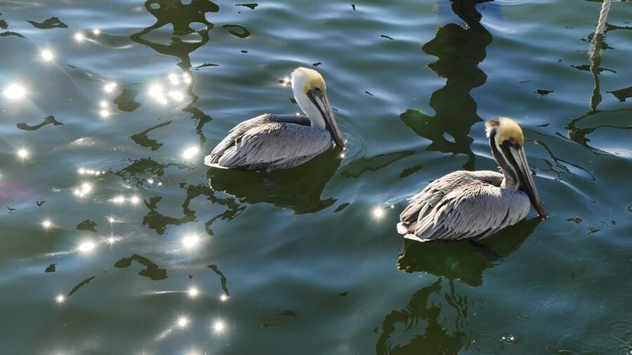 Charleston: Harbor Bar Pedal Boat Party Cruise - Practical planning before you book