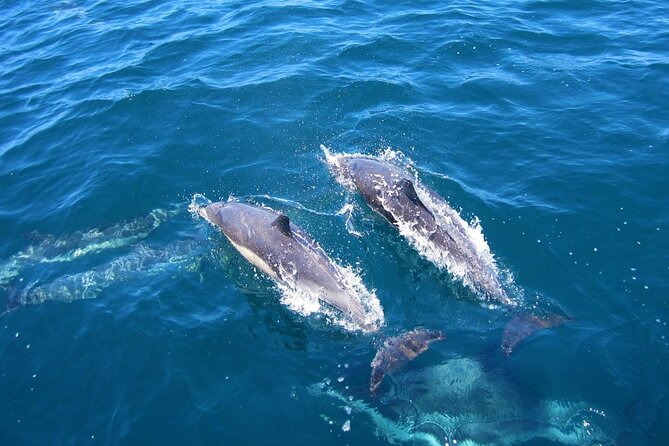 Ft Myers Beach 2 Hour Tiki Pub Fun in the Sun Dolphin Cruise - Is $59.95 a fair price?