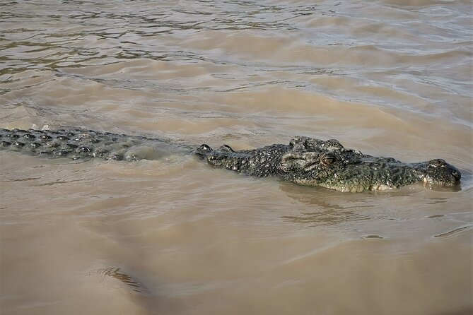 Jumping Croc Cruise, Berry Springs,Fogg Dam & Humpty Doo Pub - Fogg Dam and the Top End birdlife