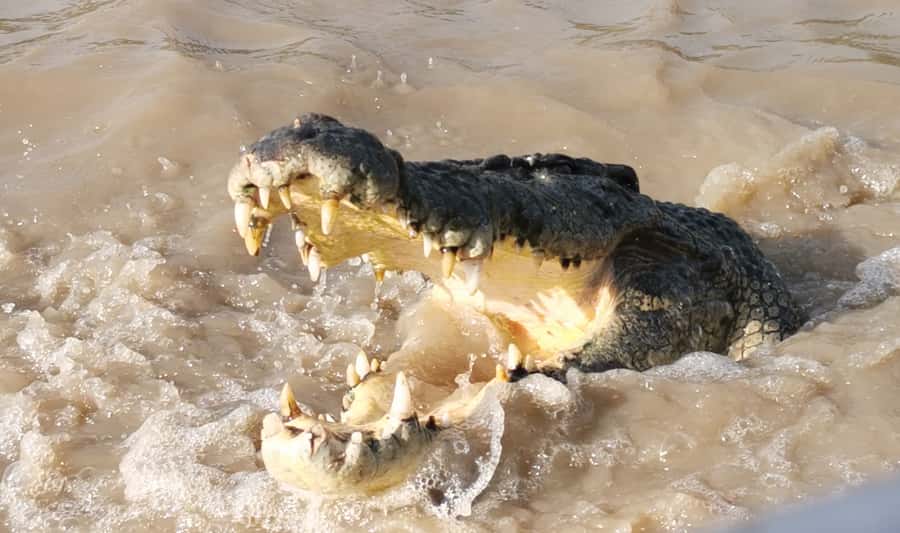 Jumping Croc Cruise, Berry Springs,Fogg Dam & Humpty Doo Pub - Is $198 good value?