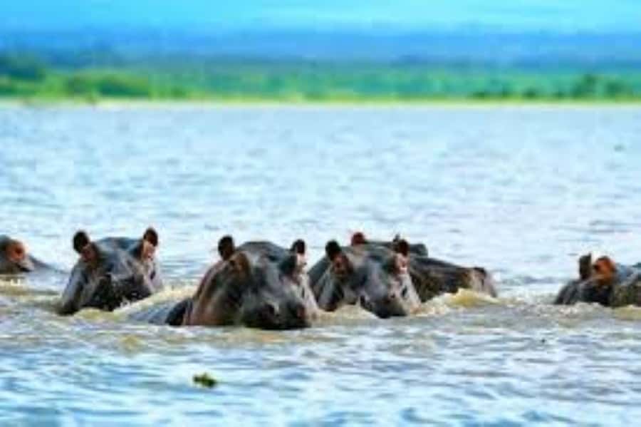 Lake Naivasha Adventure: Crescent Island with Boat Safari - Key points to know before booking