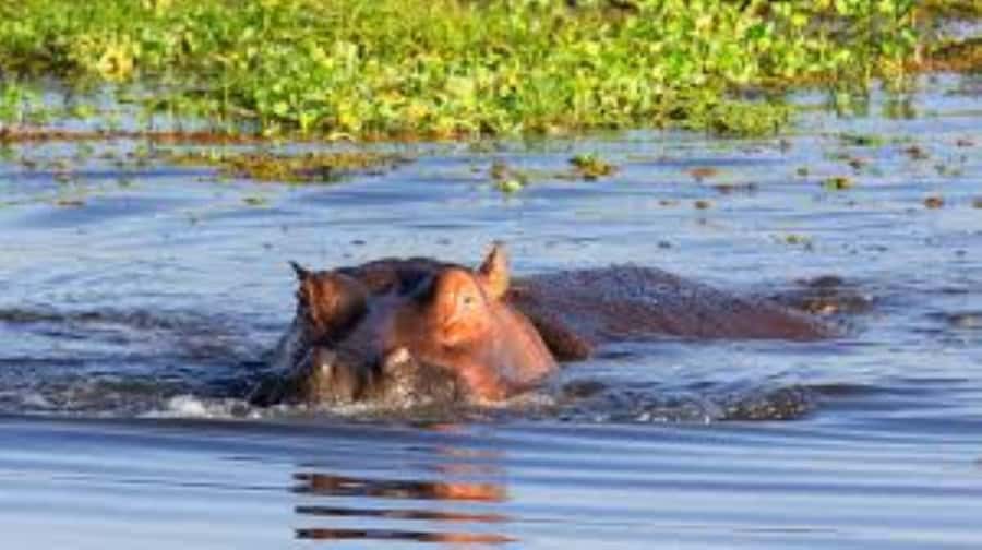Lake Naivasha Adventure: Crescent Island with Boat Safari - Getting to Crescent Island by boat