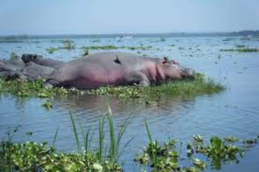 Lake Naivasha Adventure: Crescent Island with Boat Safari - Photography opportunities from water and land