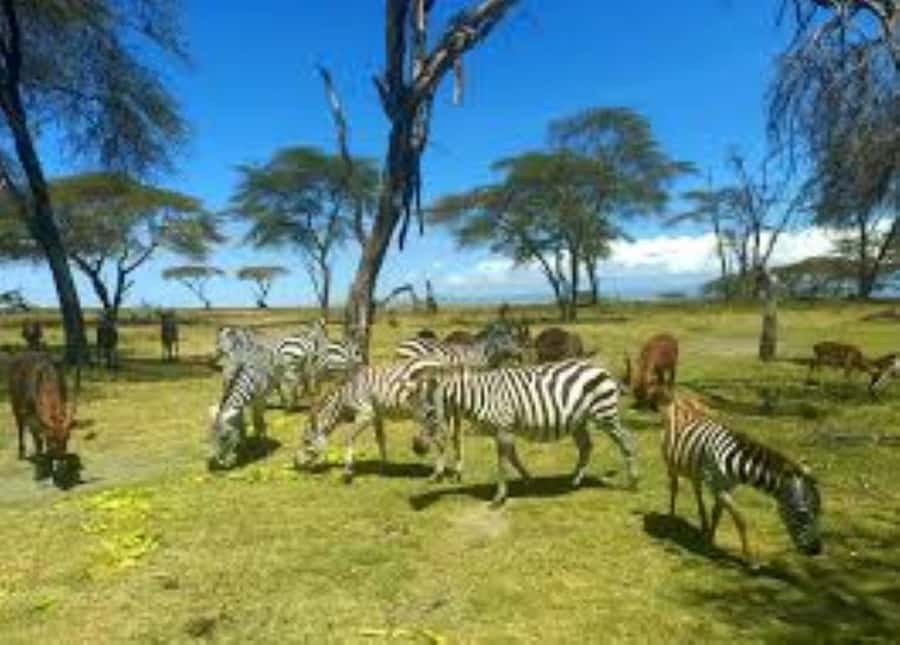 Lake Naivasha Adventure: Crescent Island with Boat Safari - Starting with Lake Naivasha’s open water