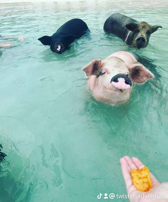Nassau: Snorkeling, Swimming Pigs, Turtles & beach bar - From Margaritaville to a day on the water