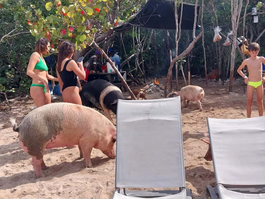 Nassau: Snorkeling, Swimming Pigs, Turtles & beach bar - A local bar for Bahamian lunch