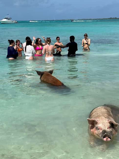 Nassau: Snorkeling, Swimming Pigs, Turtles & beach bar - Booking details that matter