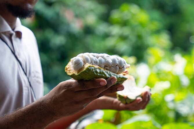 Project Chocolat Tree to Bar Tour at Hotel Chocolat Saint Lucia - A cacao tour with real hands-on work