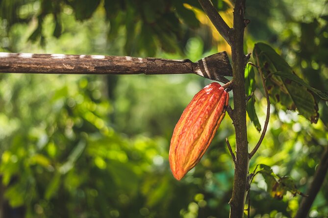 Project Chocolat Tree to Bar Tour at Hotel Chocolat Saint Lucia - A market-style lunch with cacao on the menu