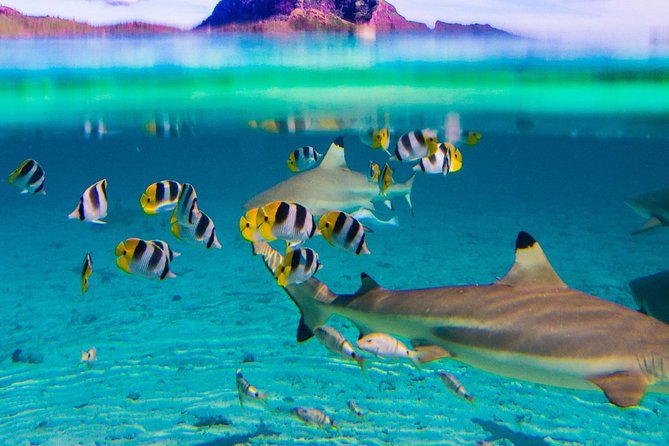 Toa Boat Bora Bora Private Lagoon Tour On Entertainer Bar Boat - Who will enjoy this boat most?
