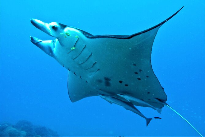 Toa Boat Bora Bora Private Lagoon Tour On Entertainer Bar Boat - Booking details worth knowing before you pay