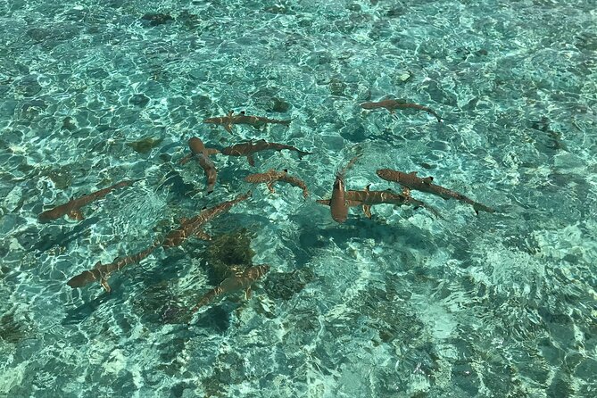 Toa Boat Bora Bora Private Lagoon tour with Lunch on Entertainer Bar Boat - Who will enjoy this boat day most?