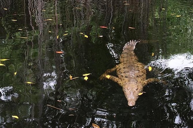 YS Falls, Black River Safari, and Floyd's Pelican Bar Day-Trip (Transportation) - What $133.29 buys you