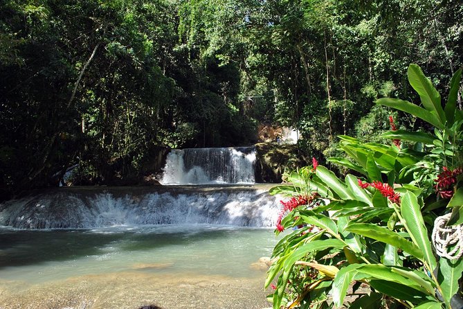 YS Falls, Black River Safari, Appleton Rum Tour OR Pelican Bar (Choose Up to 3) - Black River Safari: crocodiles in a slower setting